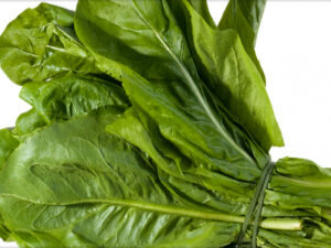 Radite Comum Orgânico mç