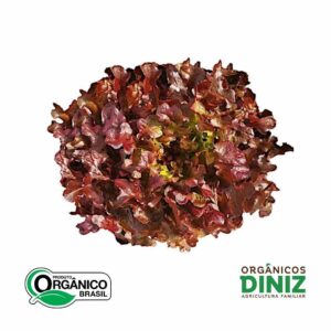 Alface Roxa Mimosa orgânica