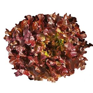 Alface Roxa Mimosa orgânica