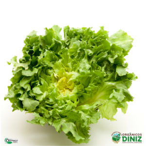 Chicória Orgânica (und)