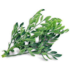 Arruda orgânica (maço)