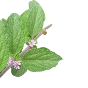 Erva Cidreira Cha Orgânico (maço)