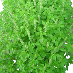 Manjericão Orgânico (mç)