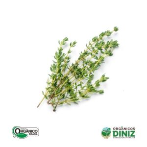 Tomilho Orgânico mç