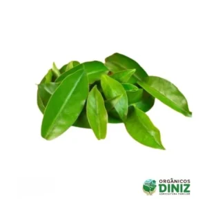 Ora Pro Nóbis Orgânica pct 50 g