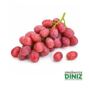 Uva Ísis sem semente orgânica em bandeja – Orgânicos Diniz